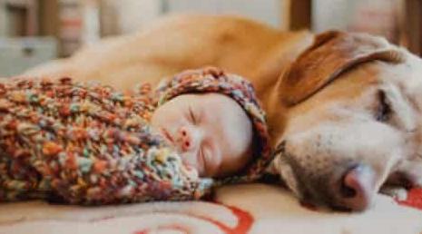 辟谣怀孕不能做的事,官方辟谣怀孕不能养狗