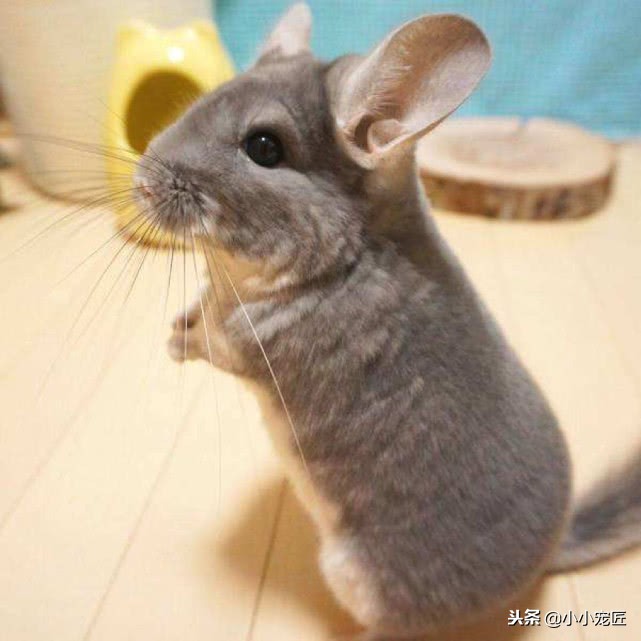 养龙猫要注意哪些事项,饲养龙猫要注意哪些事项