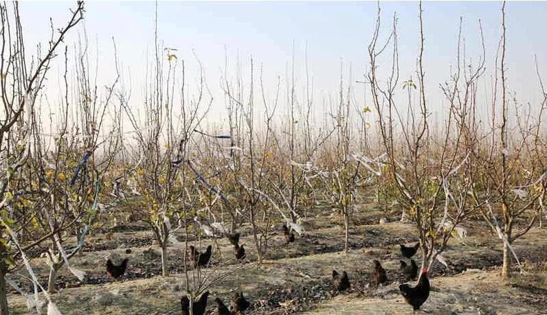 农村三产融合如何搞？一位创业者投资心经：先产品再产业