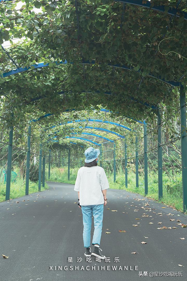 长沙小水果之乡,湖南长沙宝藏打卡地