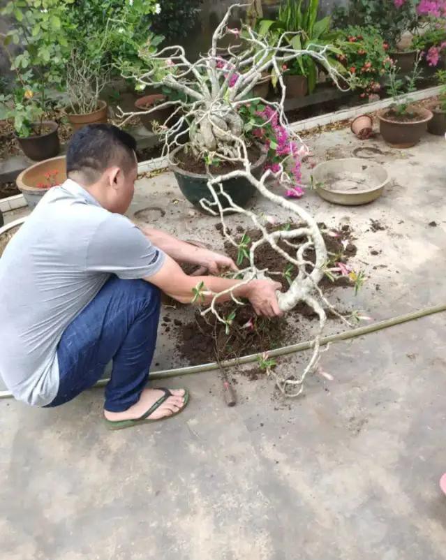 夏天种花不浇水的小窍门,哪十种花夏季少浇水