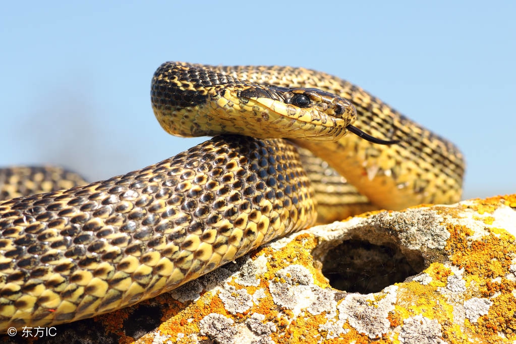 十二生肖的今日运势和运程排名,十二生肖的运势明日运程