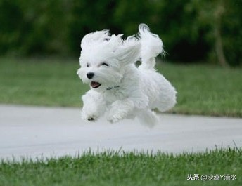 比尼熊狗狗价格,阿拉斯加狗狗价格