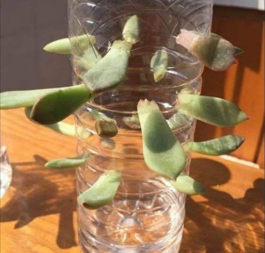 塑料瓶养花种菜,阳台用瓶子养花种菜