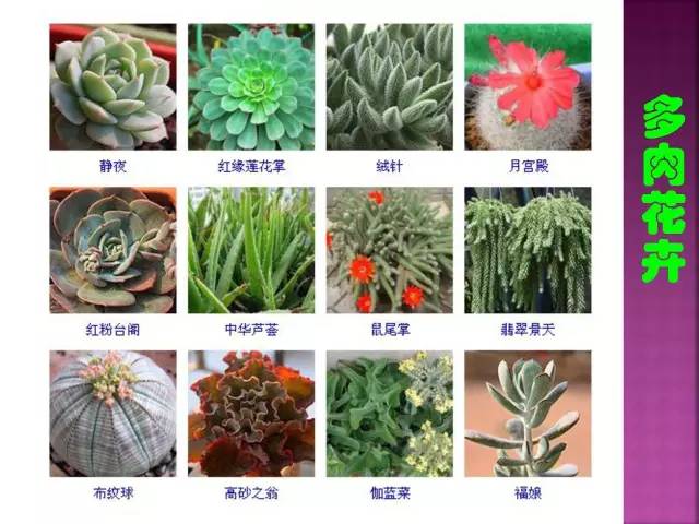 花卉大全500种观叶植物名称,1332种常见花卉植物图谱