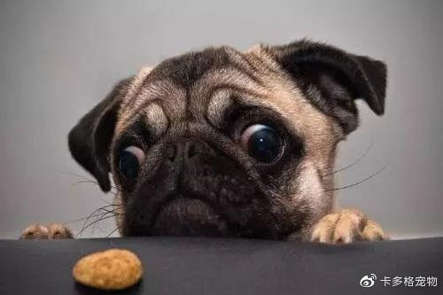 如何从狗狗粪便判断狗狗是否健康,如何通过粪便判断狗狗健康