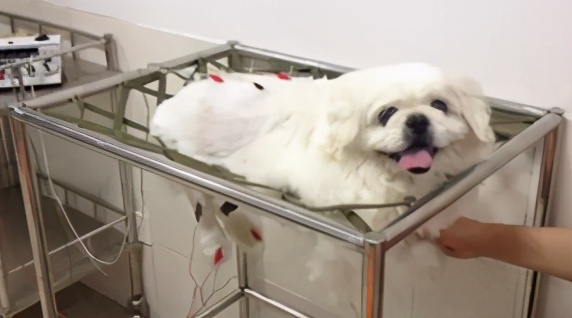 那些年我曾经养过的小狗,那些年我曾经养过的狗