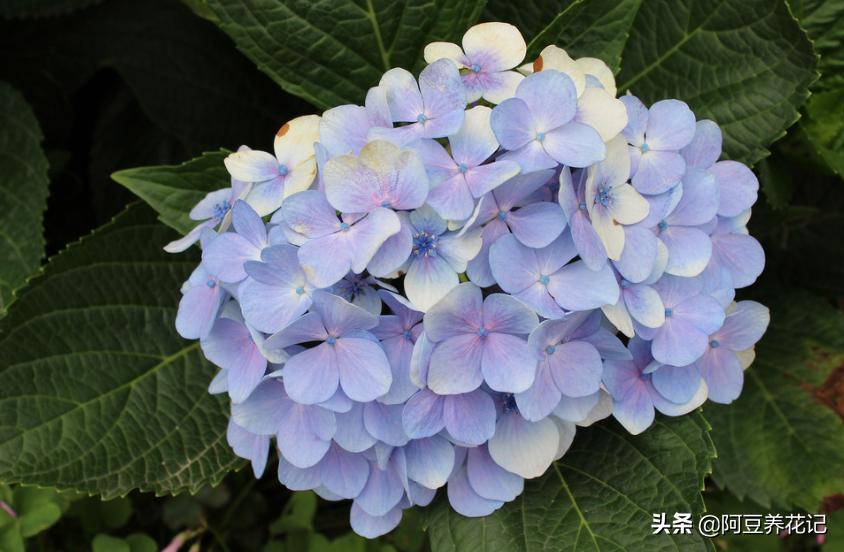 绣球花无尽夏地栽,绣球无尽夏花朵垂头了怎么办