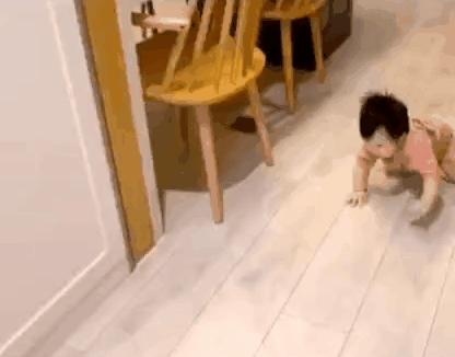 哪种猫最会带娃,什么猫带娃最好