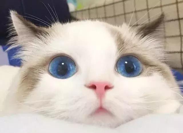 母猫发情期怎么办？铲屎官们可以这样解决，快来看看吧