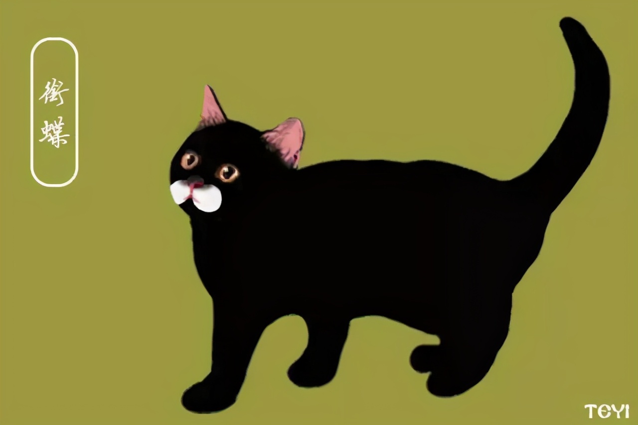 中华田园猫的品种介绍和图片大全,常见中华田园猫品种名称