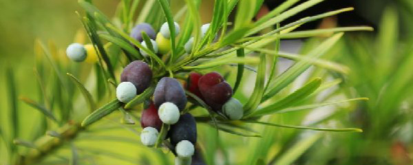 罗汉松树冬季黄叶枯枝正常吗,罗汉松叶子发霉黄叶怎么治疗