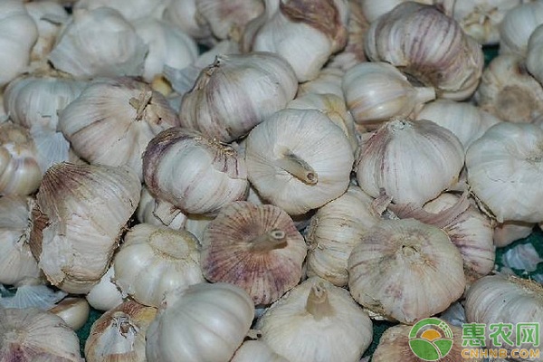 重茬地种大蒜用什么肥料好,大蒜重茬施什么药