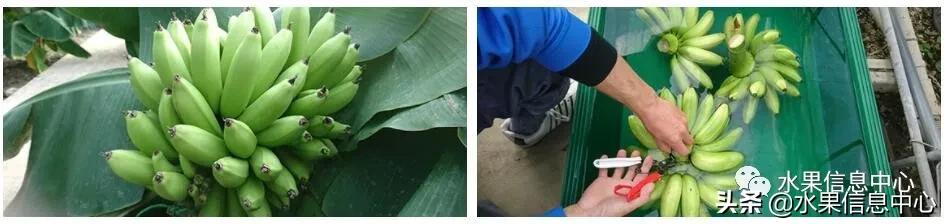 日本农业发达到什么程度?荔枝、香蕉、菠萝竟然用温室来种