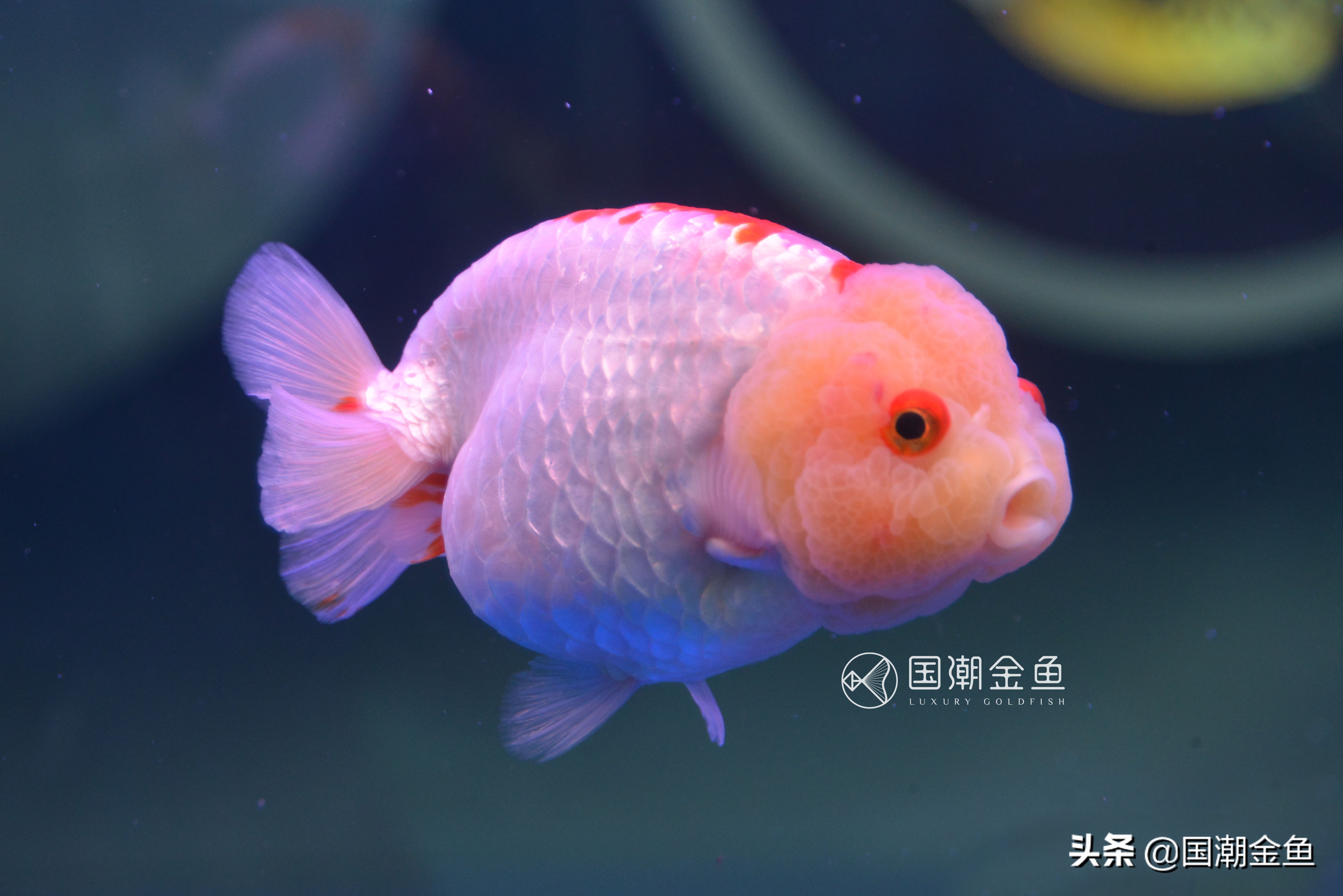 鱼病烂鳃用什么药,鱼病烂鳃是怎么样的