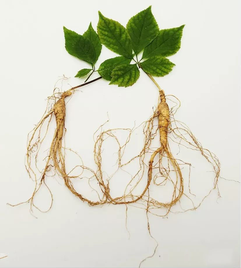 野山参性状鉴别技术书,新鲜野山参如何保存处理