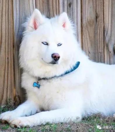 一只经常被误认为萨摩的哈士奇,没想到它居然长这样,太沙雕了