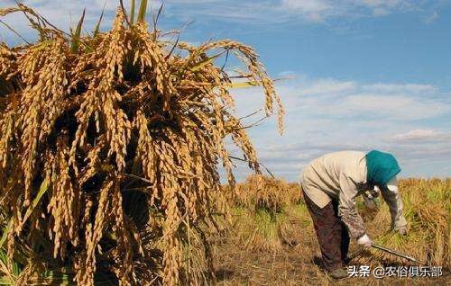 国庆小长假,出去浪不如回老家收庄稼,儿时这5种农活你做过哪些