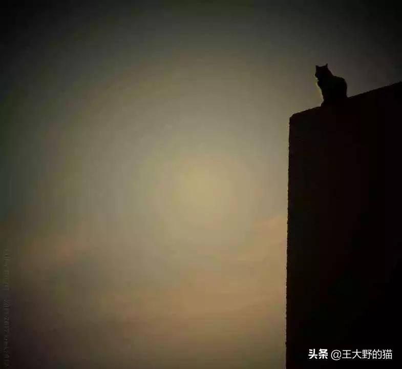 猫是不是远视,猫的眼睛为什么能夜视