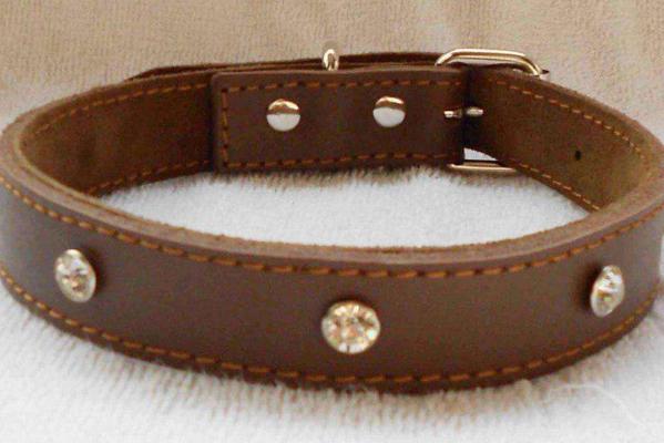 比较容易戴的狗狗项圈,狗狗晚上戴什么颜色项圈最适合