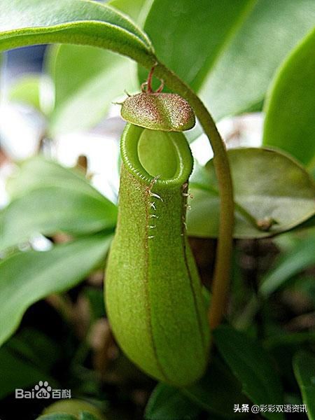 「双语释义阅读」加拿大研究人员发现了一种吃两栖动物的猪笼草