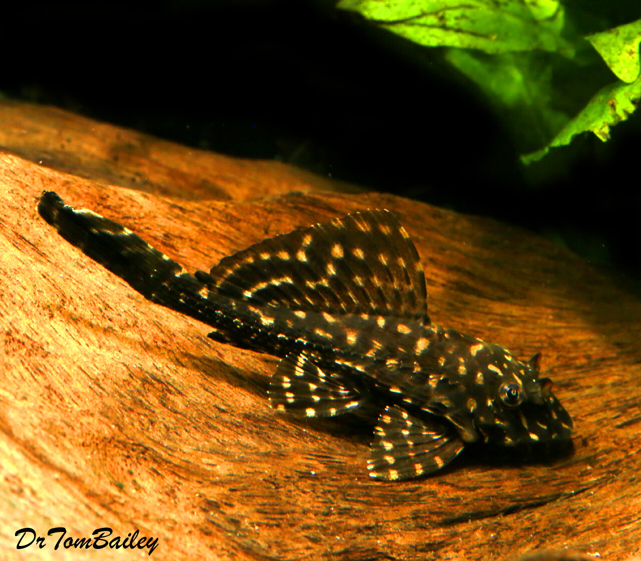 垃圾鱼泛滥成灾的原因,外来物种清道夫鱼中国在哪泛滥