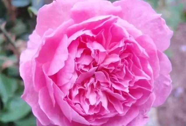 100种玫瑰花品种大全,玫瑰花有哪些品种大全