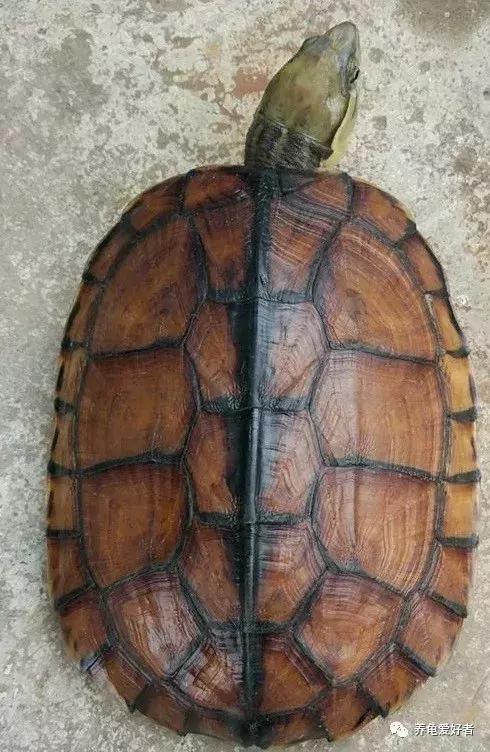 绿水养龟咬尾怎么办,大龟跟小龟怎么防止咬尾