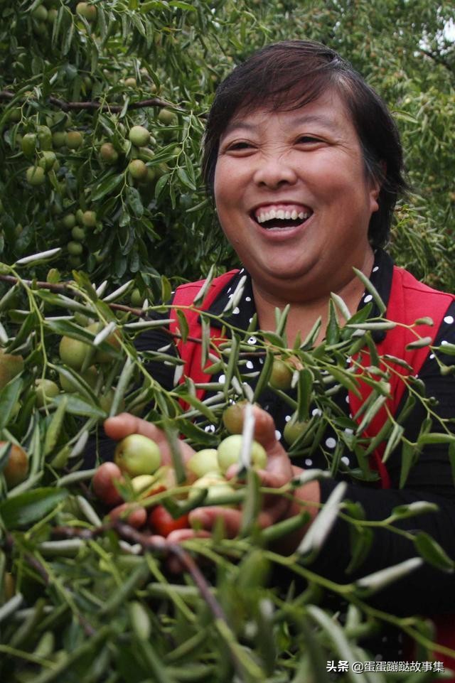 300多年老枣树至今仍结果，一斤卖到1000元