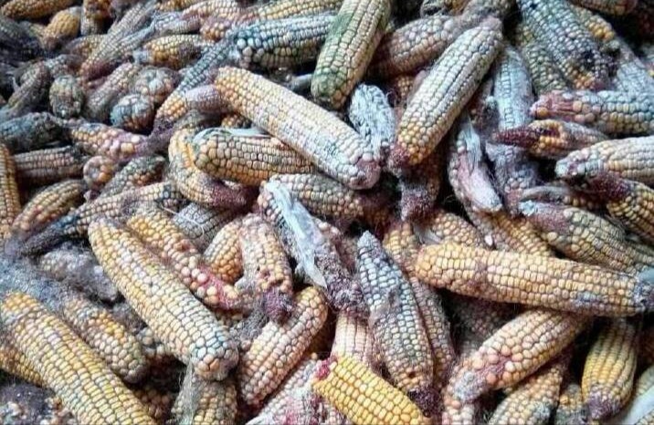 十万火鸡之死：谈生活最常见的一种高毒、高致癌物—黄曲霉毒素