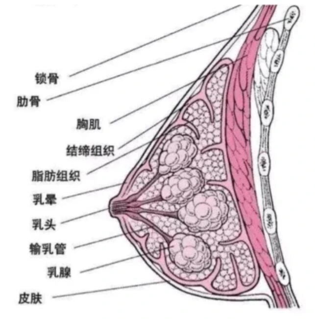 乳房按摩专家建议按摩吗,乳房按摩在什么情况下合适