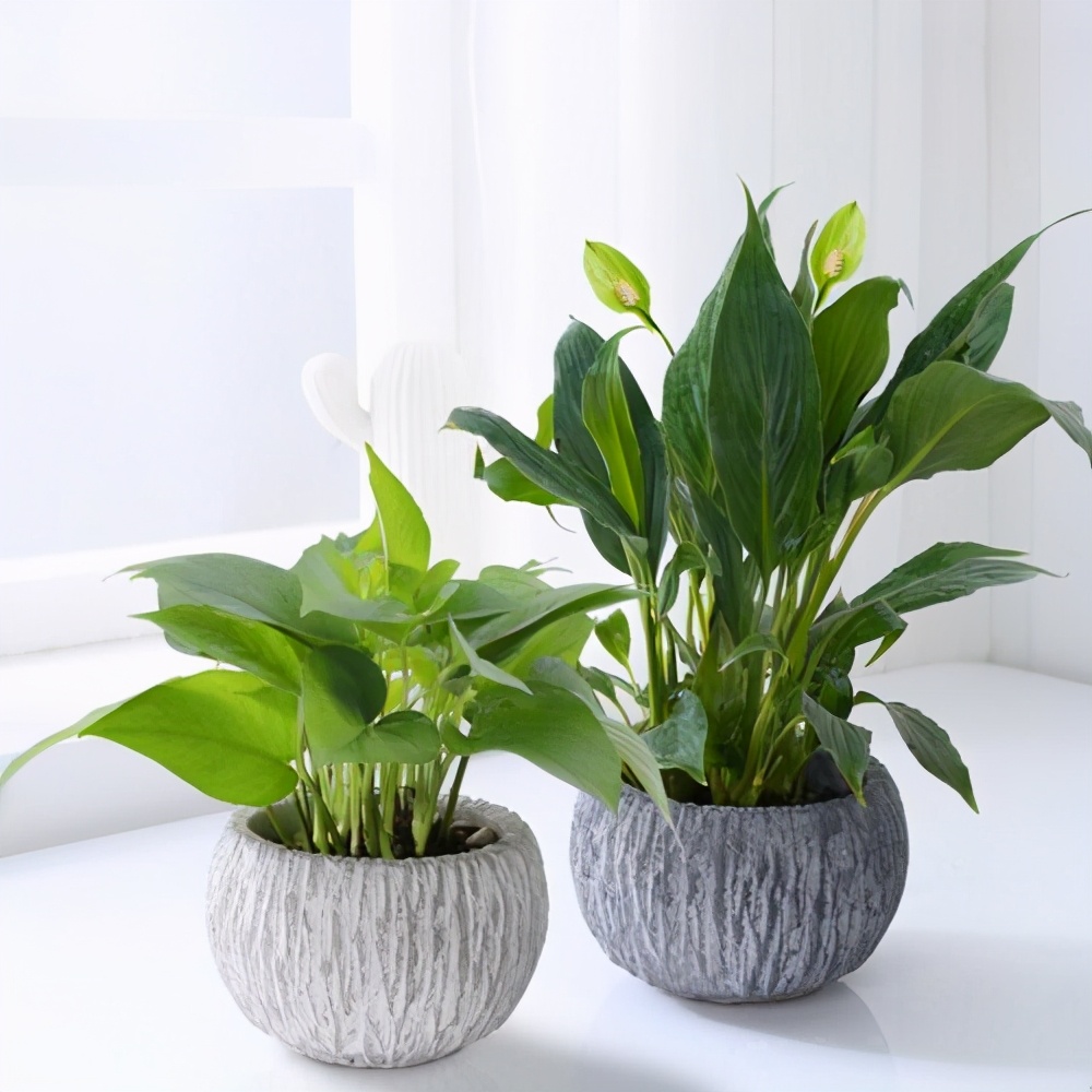 十大客厅耐阴绿植冬天不死的植物,适合室内的耐阴植物大全