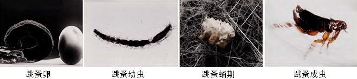 小小跳蚤全部小说,小小的跳蚤竟能养这么大