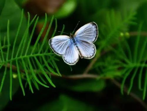 一只美丽的小蝴蝶,一只漂亮的小蝴蝶
