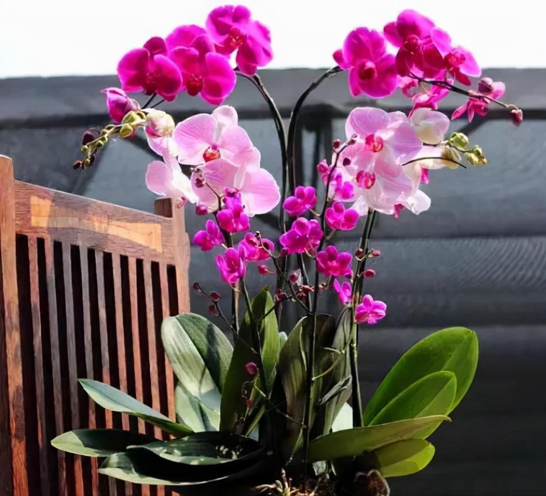 看芦头辨兰花种类,野生兰花种类图片