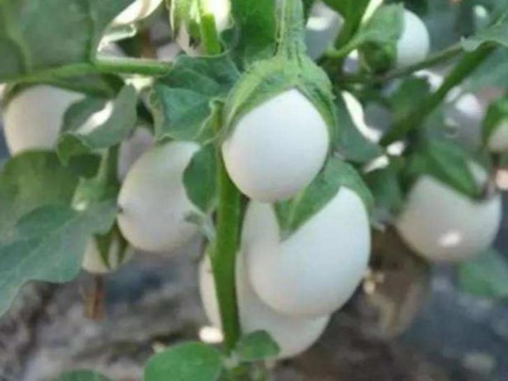 阳台上种菜一般种几个,阳台种菜几种种子放一起行吗