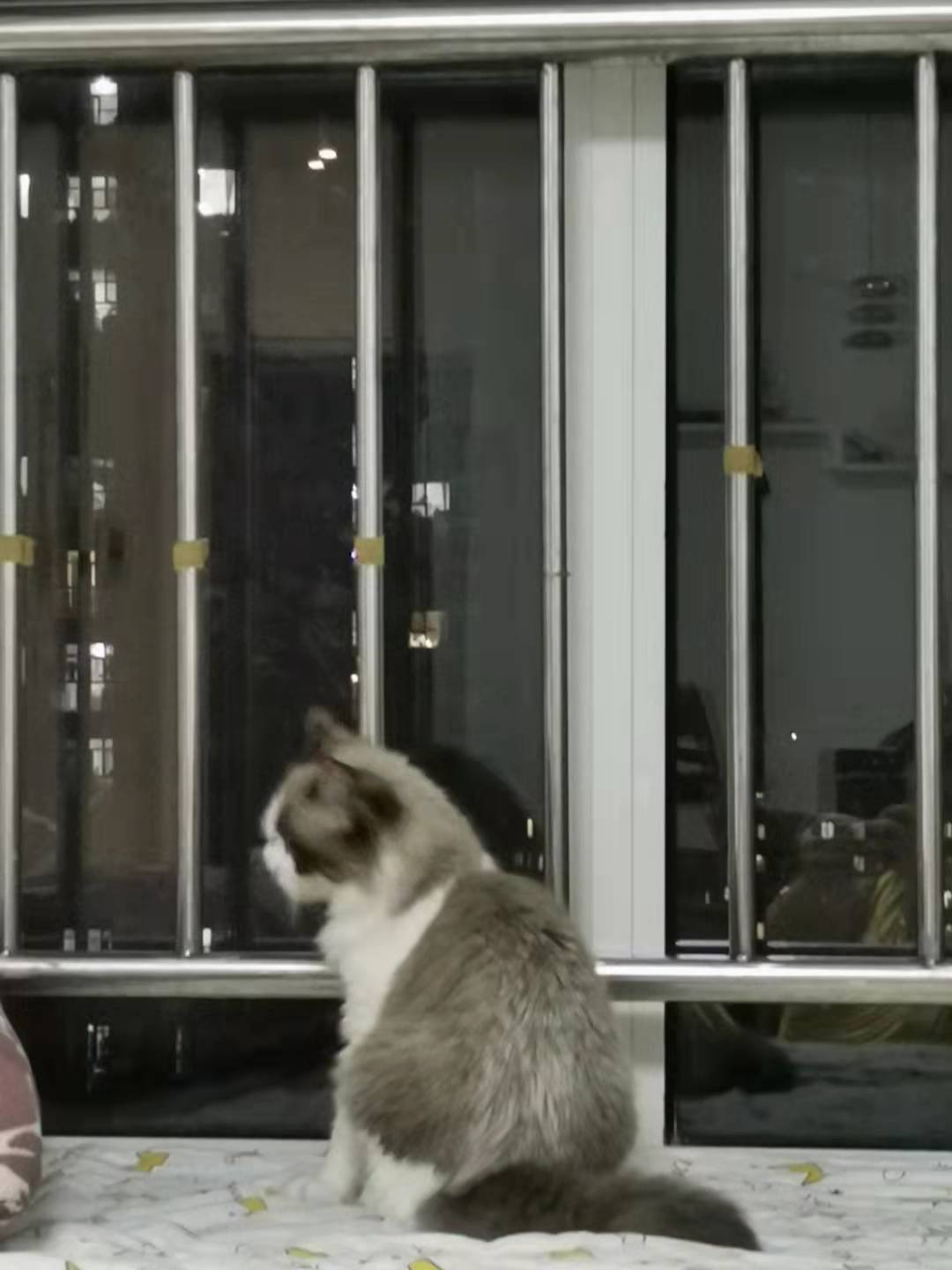 养猫前需要准备哪些用品多少钱,养猫前准备物品要多少钱