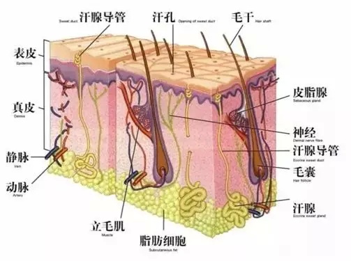 头发油头痒头屑多用什么药,头发油头屑多掉发用什么洗发水