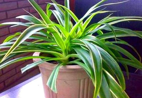 家庭盆栽金边吊兰的养护方法,金边吊兰怎么养才能更旺盛长得快