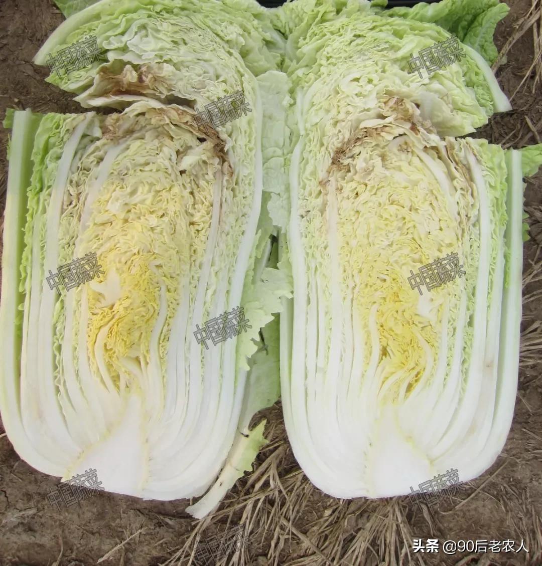 娃娃菜烧心烂心怎么防治,大白菜干烧心是什么原因造成的