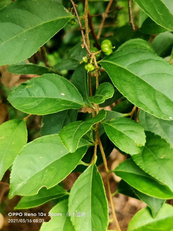 像蟒蛇一样的树,在丛林里看到了一条大蟒蛇