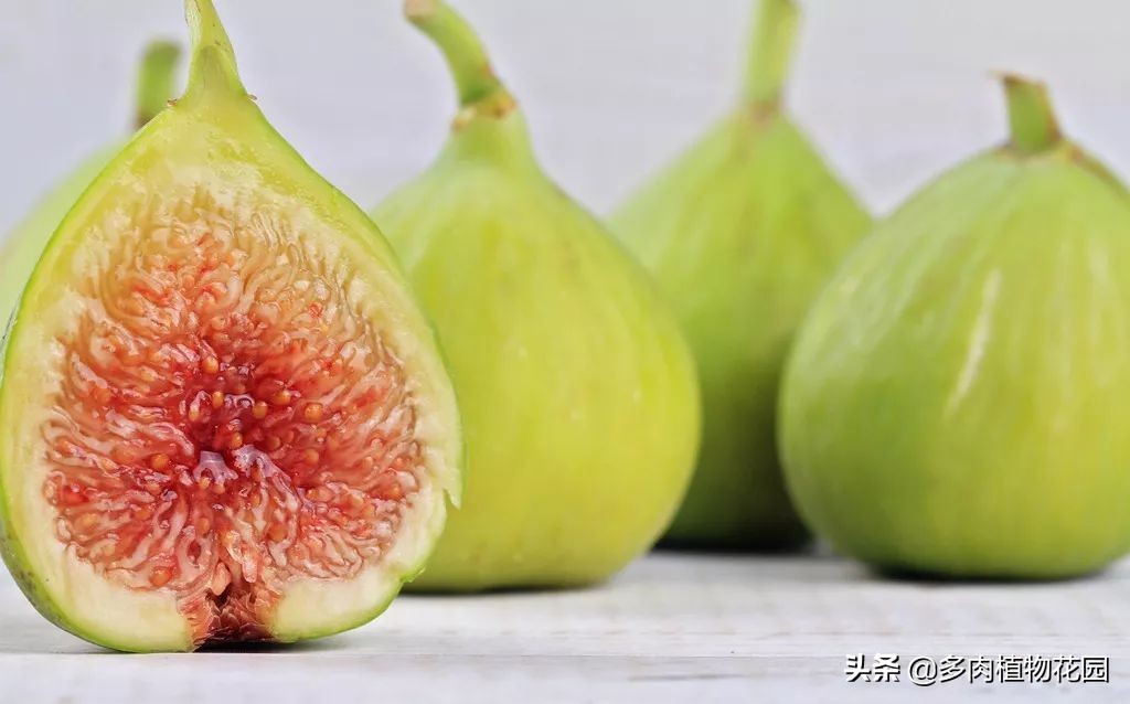 四招让无花果多结果，在家里就可以吃到“蜜果”