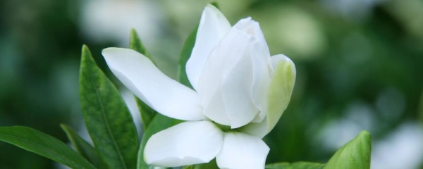 栀子花养护方法注意事项,栀子花怎么养护和注意事项