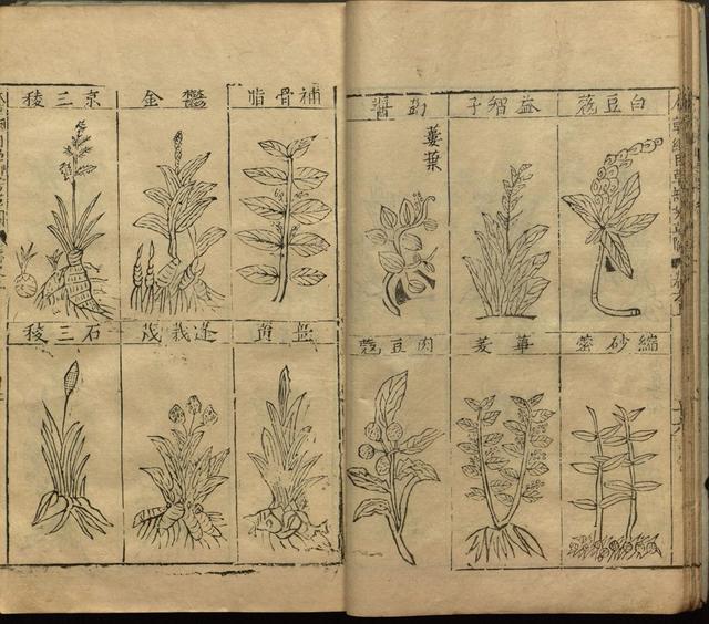 本草纲目中插图是李时珍画的吗,本草纲目李时珍插图