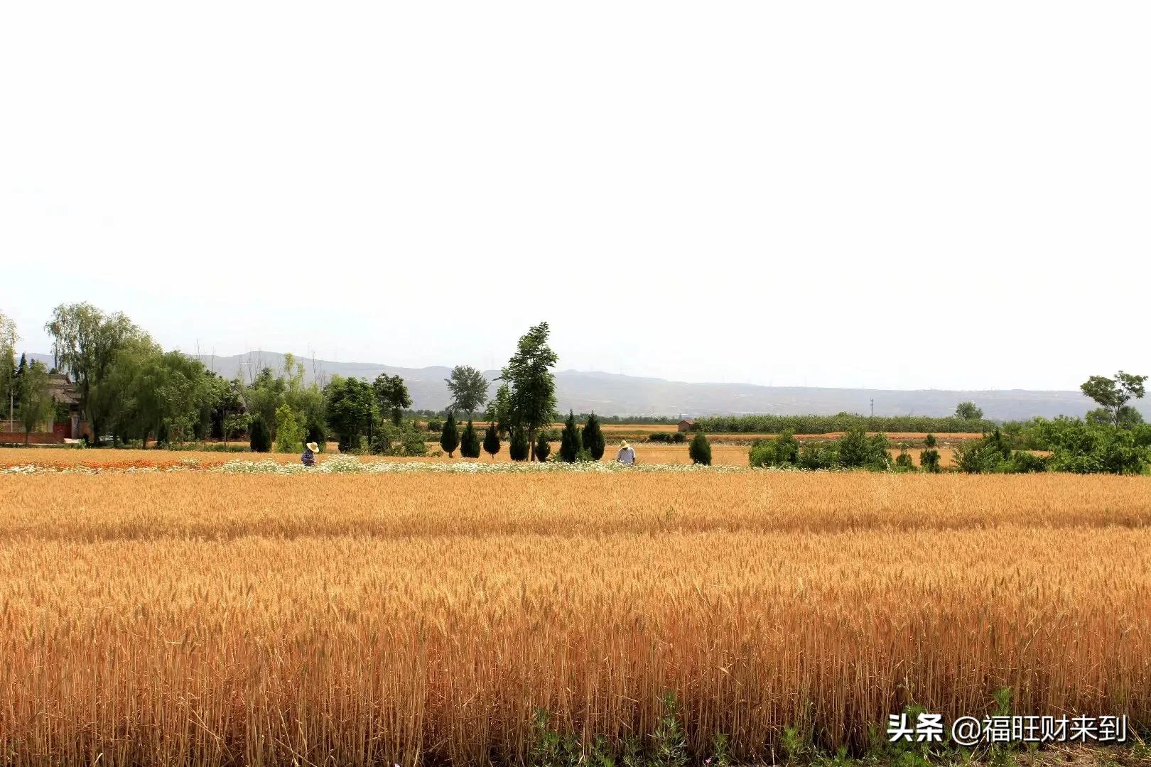 6月5号芒种,2018年6月6日芒种