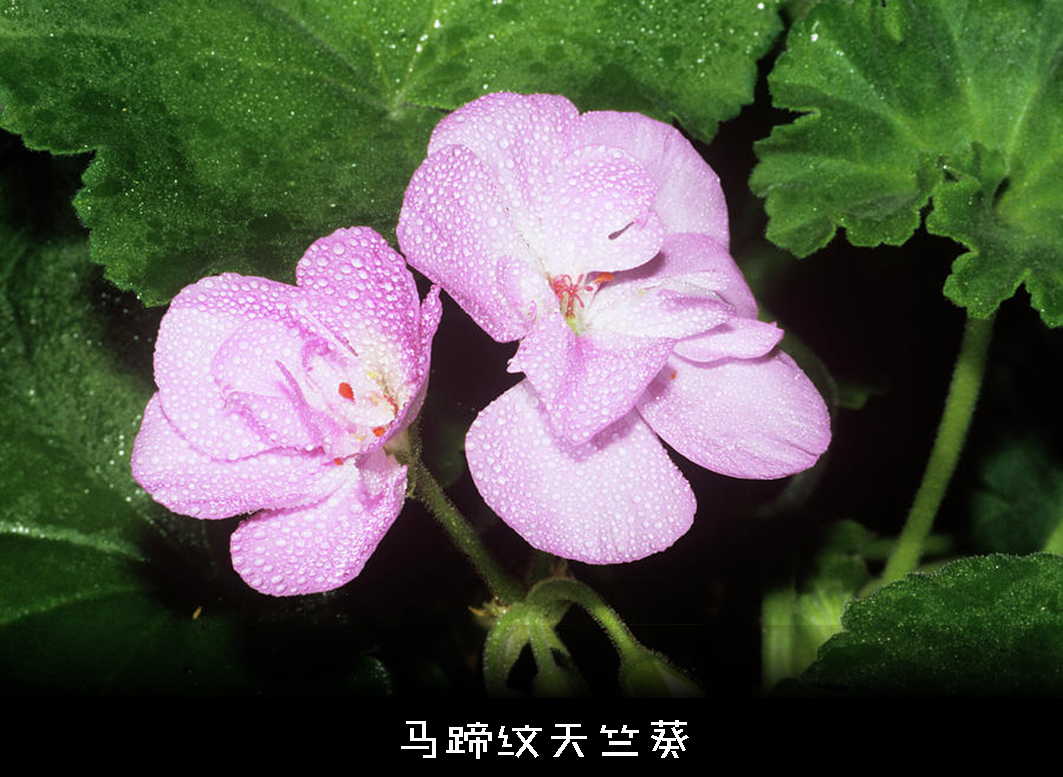 色盲悖论是什么,如何解释才能不留BUG?带你深入认识色盲