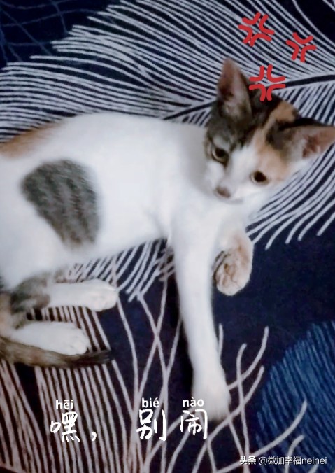 猫记|丢丢治愈了我