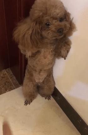 泰迪出现这几种异常行为，是因为它“缺爱”