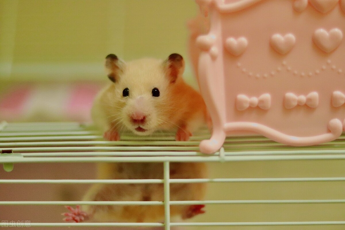 金丝熊拉稀的症状,金丝熊拉稀的原因是什么