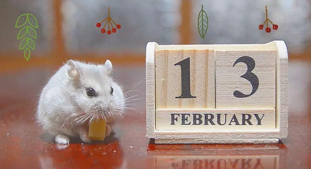 仓鼠眼睛突出意味着上火?